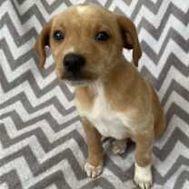 Thumbnail photo of Cheerio #4