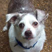 Thumbnail photo of SKIPPY #1