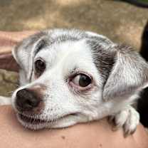 Thumbnail photo of SKIPPY #4