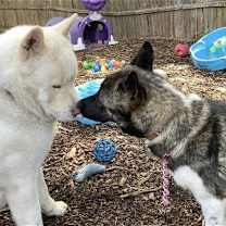 Thumbnail photo of Kiki #3