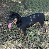 Thumbnail photo of Presley #4