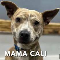 Thumbnail photo of Cali #3