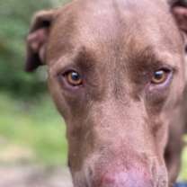 Thumbnail photo of Henri #3
