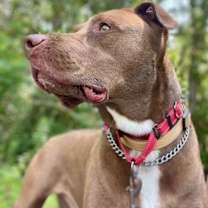 Thumbnail photo of Henri #4