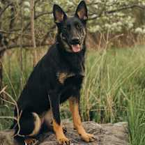 Thumbnail photo of Nellie #2