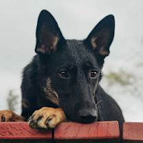 Thumbnail photo of Nellie #4