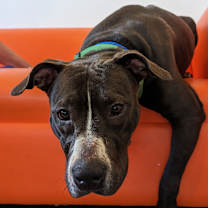 Thumbnail photo of Gertrude #2