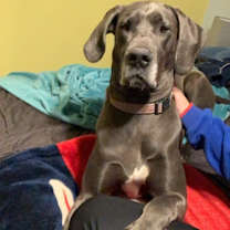 Thumbnail photo of Kleo #1