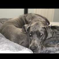 Thumbnail photo of Kleo #3