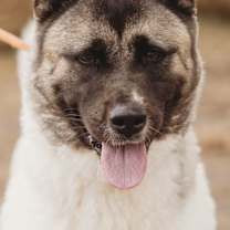 Thumbnail photo of Kira #1