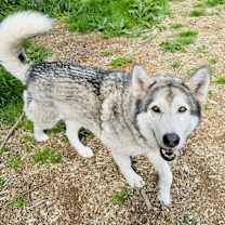 Thumbnail photo of Kiowa #1