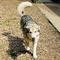 Thumbnail photo of Kiowa #4