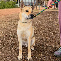 Thumbnail photo of Coyote #1