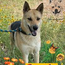 Thumbnail photo of Coyote #3