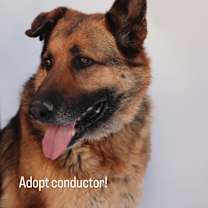 Thumbnail photo of Conductor #1