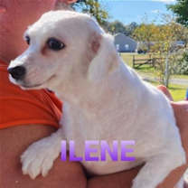 Thumbnail photo of Ilene #2
