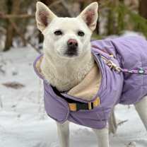 Thumbnail photo of Chewy #1