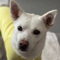 Thumbnail photo of Chewy #4