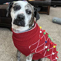 Thumbnail photo of Moxie #1