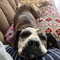 Thumbnail photo of Moxie #3