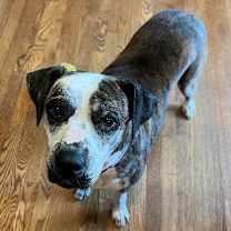 Thumbnail photo of Moxie #4