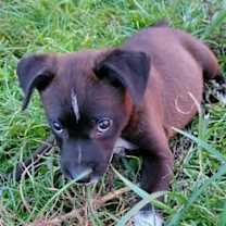 Thumbnail photo of Piper #4