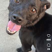 Thumbnail photo of Dexter #2