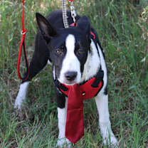 Thumbnail photo of Willy #1