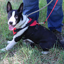 Thumbnail photo of Willy #3