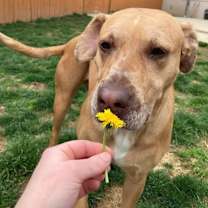 Thumbnail photo of Rosie #2