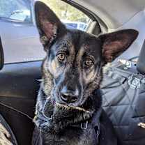 Thumbnail photo of Harlow #1