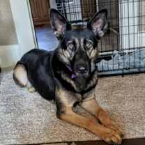 Thumbnail photo of Harlow #2