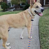 Thumbnail photo of Miss Josey Joe - DIAMOND DOG #1