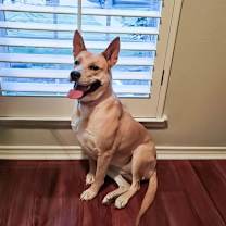 Thumbnail photo of Miss Josey Joe - DIAMOND DOG #2