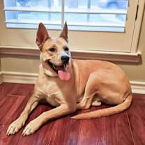Thumbnail photo of Miss Josey Joe - DIAMOND DOG #3