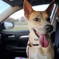 Thumbnail photo of Miss Josey Joe - DIAMOND DOG #4