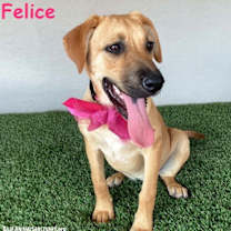 Thumbnail photo of Felice #1