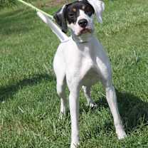 Thumbnail photo of Dood (Neutered) #2
