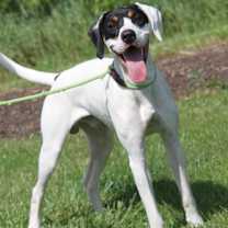 Thumbnail photo of Dood (Neutered) #3