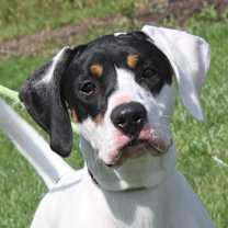 Thumbnail photo of Dood (Neutered) #4