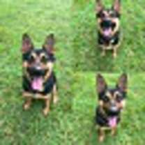 Thumbnail photo of OLLIE #1