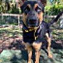Thumbnail photo of OLLIE #2