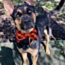 Thumbnail photo of OLLIE #3