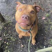 Thumbnail photo of Ace #4