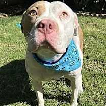 Thumbnail photo of Ziggy #2