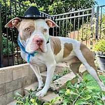 Thumbnail photo of Ziggy #3