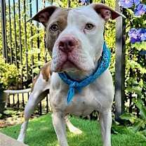 Thumbnail photo of Ziggy #4