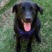 Thumbnail photo of Bruin #2