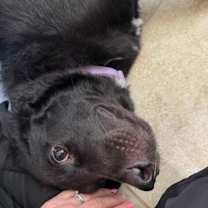 Thumbnail photo of Bruin #3