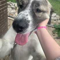 Thumbnail photo of maggie #2
